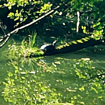 Naturerlebnis live: “Unglaubliche Begegnung im Amazonas Nord-Brandenburgs”