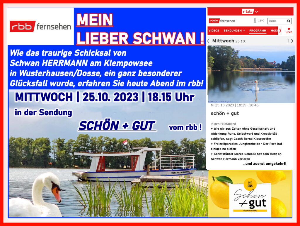 Schwan HERRMANN vom Klempowsee in Wusterhausen