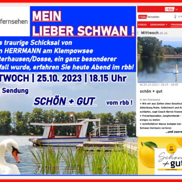Schwan HERRMANN vom Klempowsee in Wusterhausen im rbb-Fernsehen !